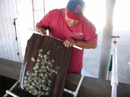 La Lobera Abalone