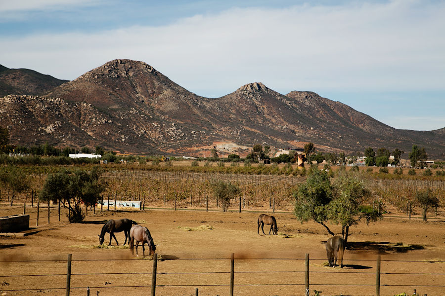 Adobe Guadalupe