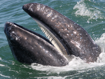 Baby Grey Whale