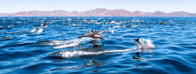 Baja Dolphins