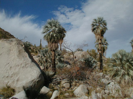 El Berrendo Twin Palms