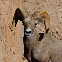 Bighorn Sheep of Baja