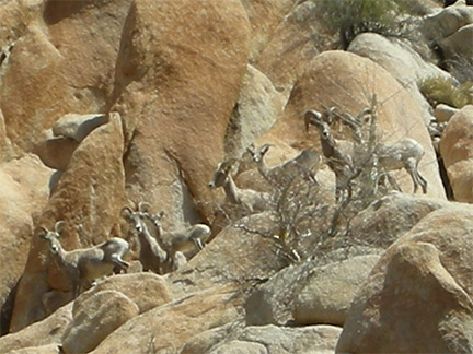 Bighorn Sheep