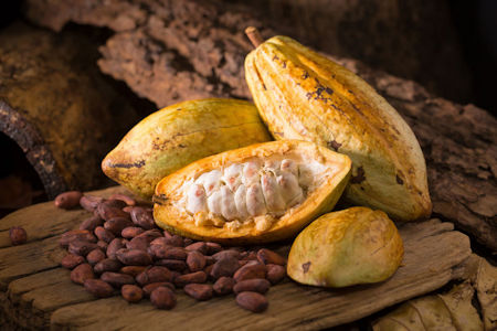 Cacao Seeds