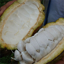 Cacao