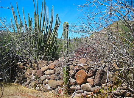 The ruins at Comondu Viejo