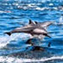 Dolphin Magic In Baja