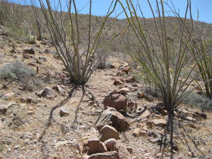 El Camino Real Trail