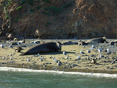 Isla Cedros Elephant Seal