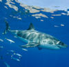 Great White of Baja