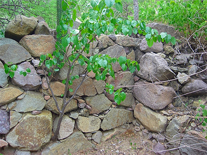 Mission Guadalupe corner wall