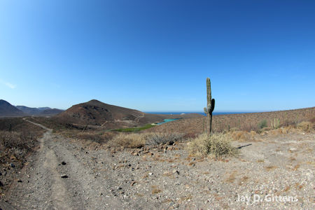 Mangrove Balandra, La Paz