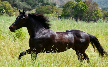 Horse Whisperer La Misión