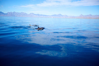 Isla Coronado Loreto Baja