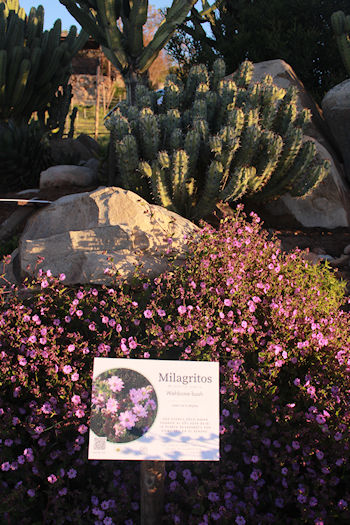 Jardin de Mistela Pijoan Baja