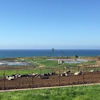 Cows with an Ocean View Baja