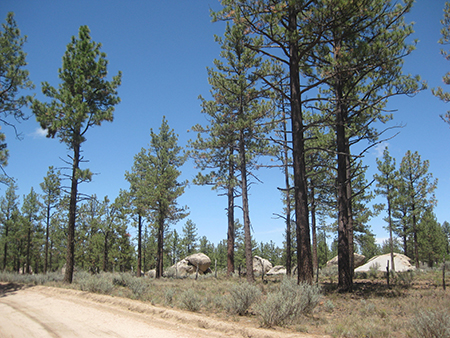 Laguna Hanson pine trees