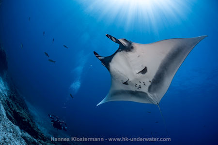 Manta Ray La Reina Baja Sur