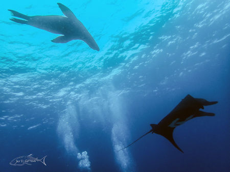 Manta Ray & Sea Lion La Reina Baja Sur