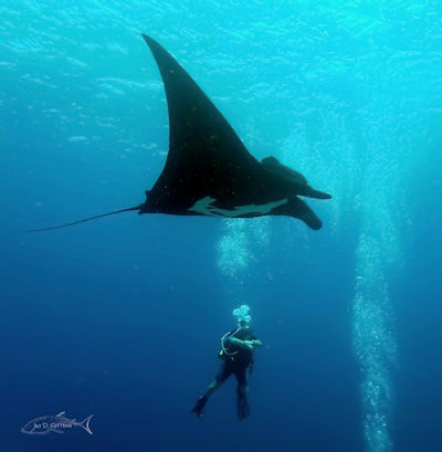 Manta Ray La Reina Baja Sur