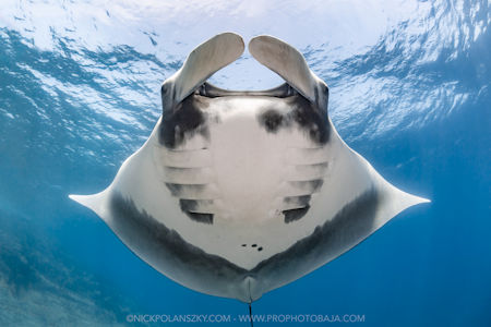 Manta Ray La Reina Baja Sur