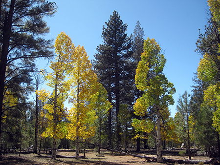 San Pedro Martir trees