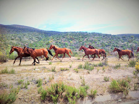 Rancho El Coyote Baja