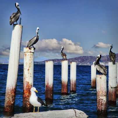 Bay of LA Baja