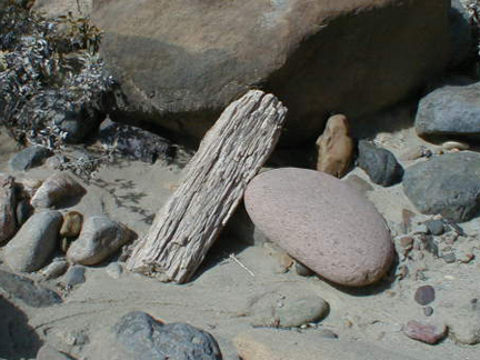 Petrified Log