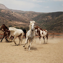 All The Pretty Horses Rescue and Ride