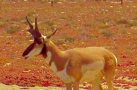 Pronghorn