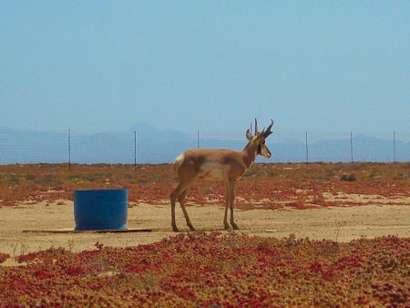 Pronghorn