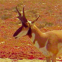 Baja's Pronghorn Reserve