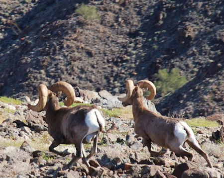  Two Rams Baja