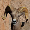 Borrego Cimarron, The Bighorn Sheep