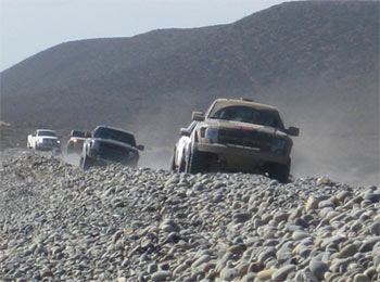 Raptors on a Cobble Beach