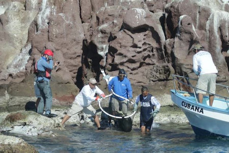 Sea Lion Boat Baja