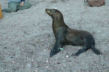 Sea Lion Pup Baja Sur