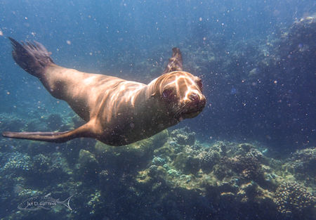 Sea Lion La Paz