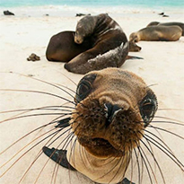 Saving The Sea Lions