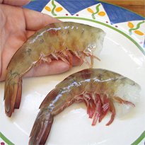 Shrimping on the Gulf of California