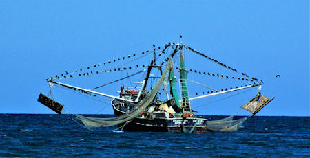 Shrimping Gulf of California Baja