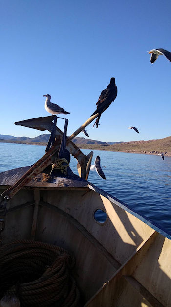 Shrimping Gulf of California Baja