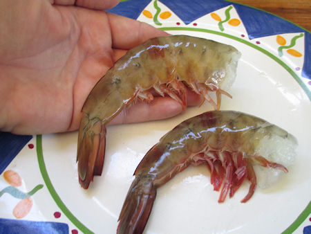 Shrimping Gulf of California Baja