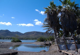 Mulege Baja Palms