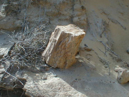 Petrified Log In El Rosario