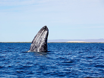 Spy Hopping Humpback