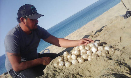 Turtle Eggs Tortugueros Las Playitas Todos Santos