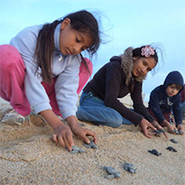 Baja Turtle Conservation