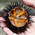 Diving For Urchins